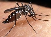 Aedes_Aegypti_o_mosquito_da_Dengue